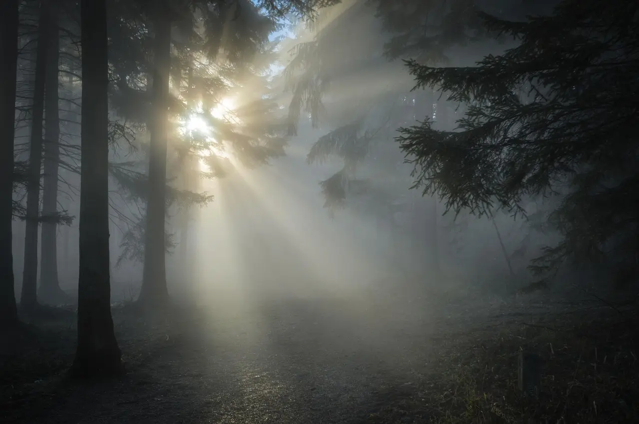 A calm forest scene evoking quiet and mental restoration
