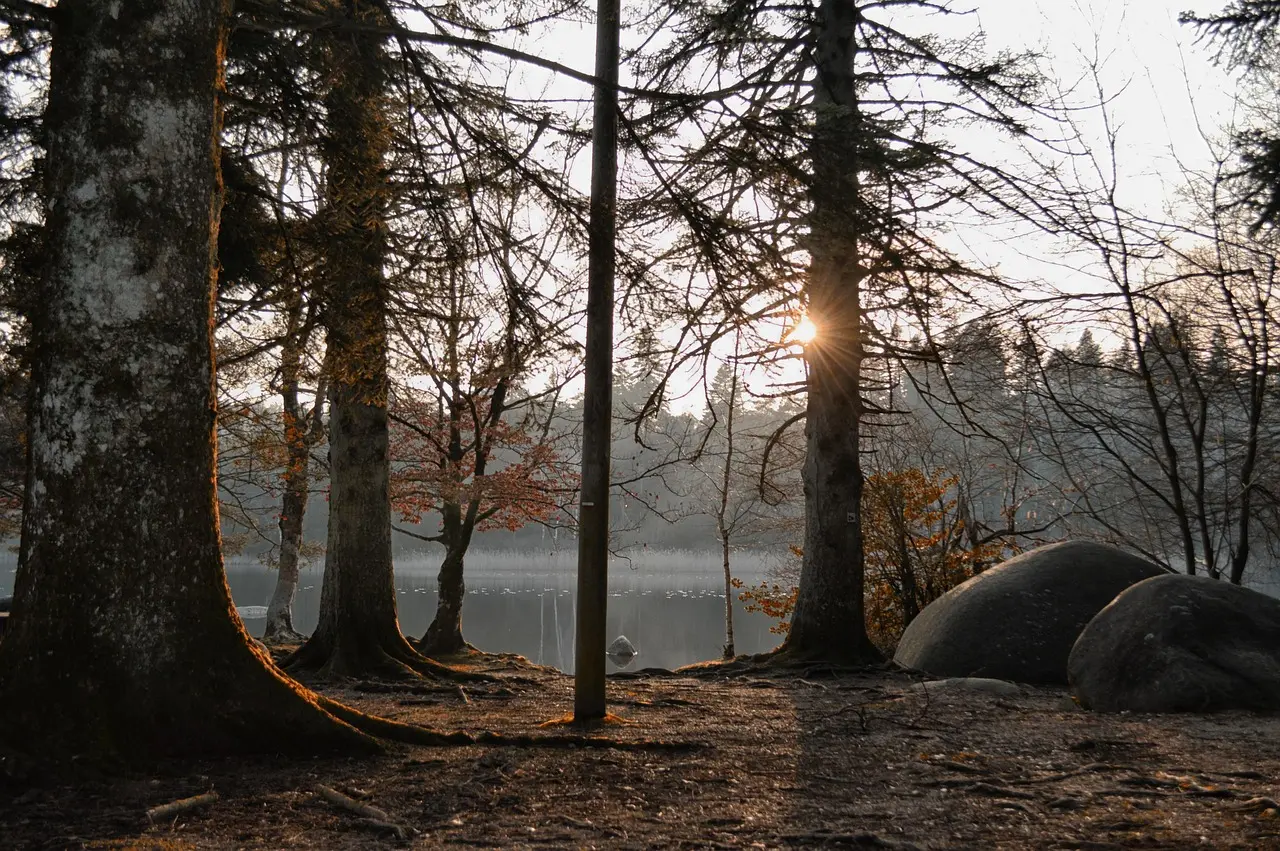 A calm forest scene evoking quiet and mental restoration