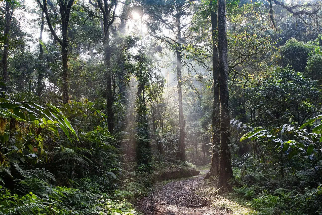 A calm forest scene evoking quiet and mental restoration