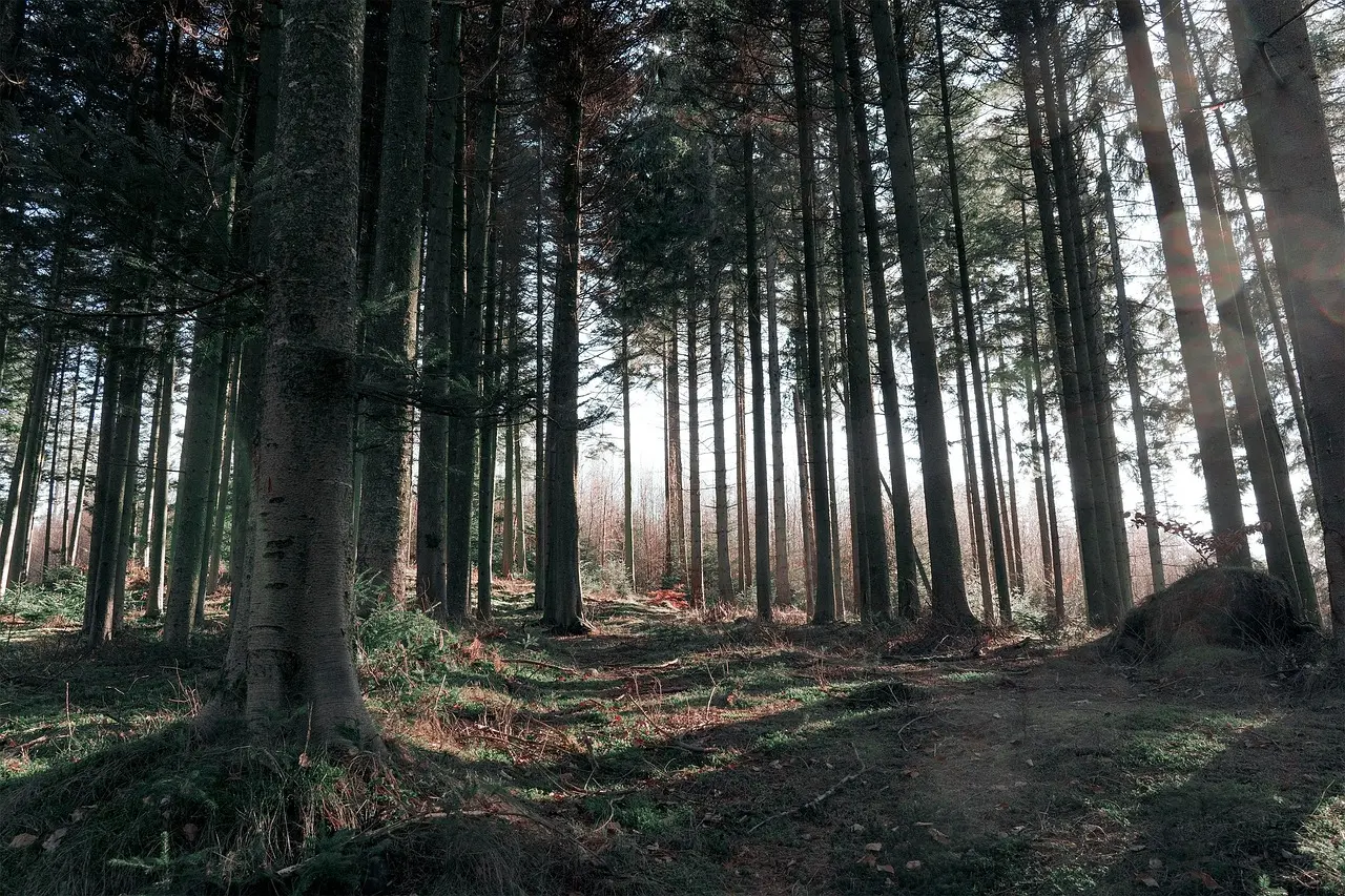 A calm forest scene evoking quiet and mental restoration