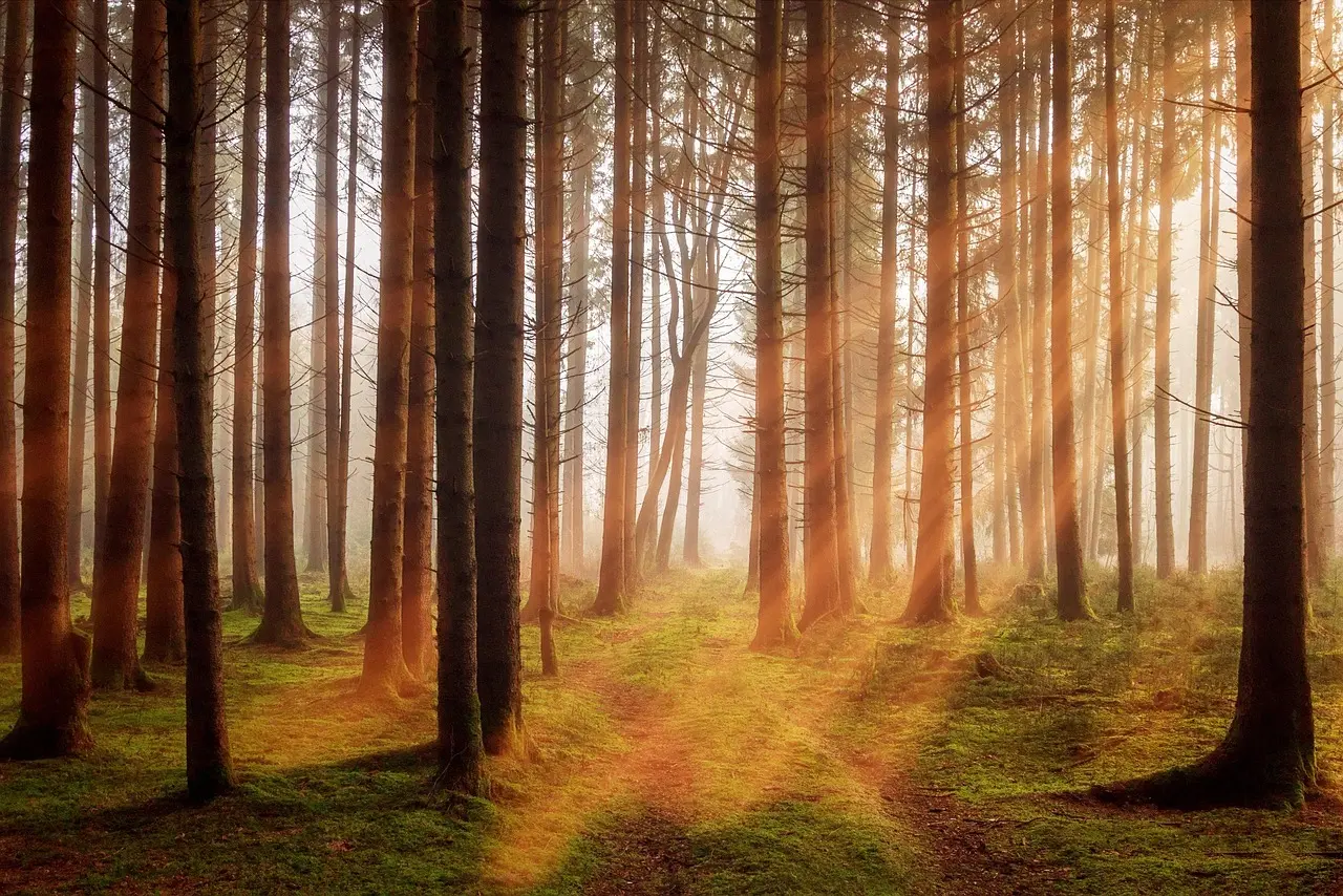 A calm forest scene evoking quiet and mental restoration