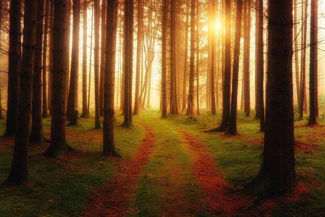 A calm forest scene evoking quiet and mental restoration