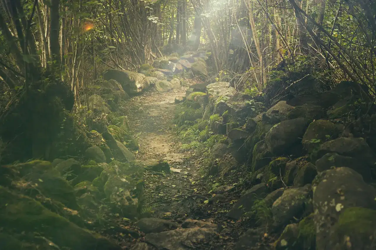 A calm forest scene evoking quiet and mental restoration