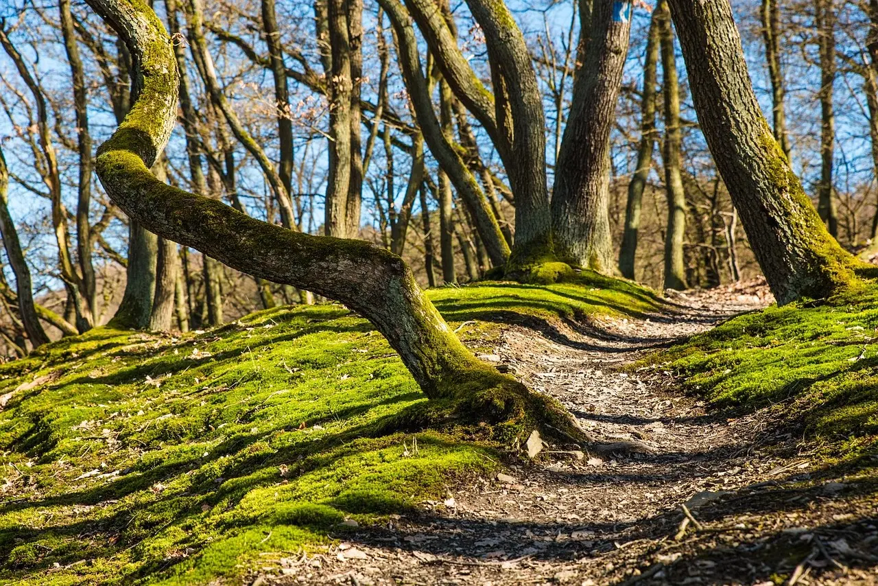 A calm forest scene evoking quiet and mental restoration