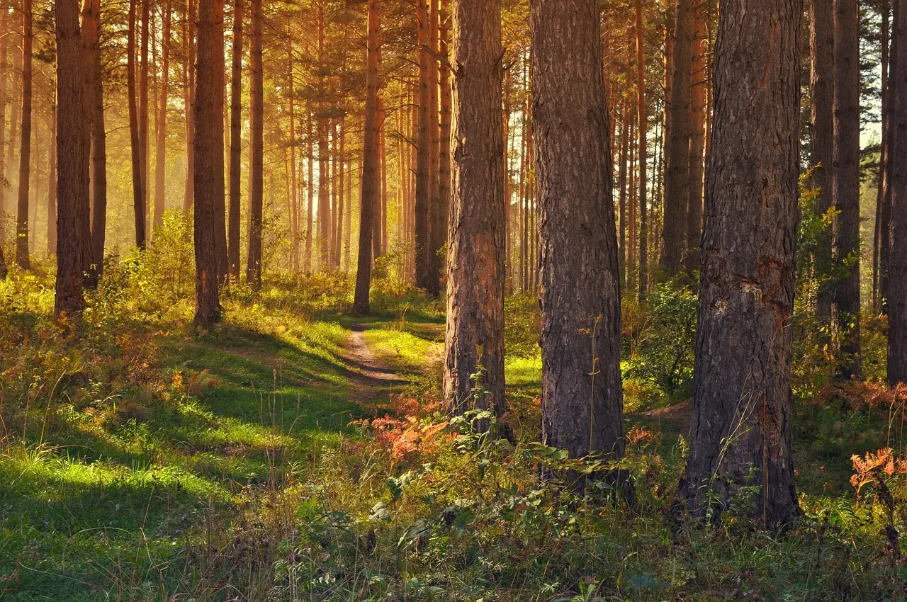 A calm forest scene evoking quiet and mental restoration